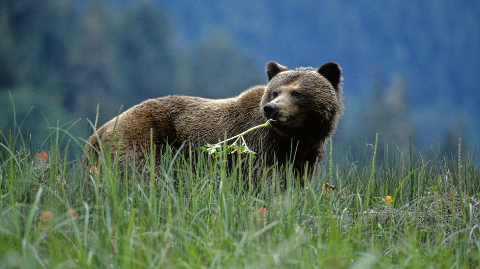 Where to spot bears in the wild in Canada